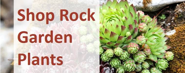 Shop rock garden plants